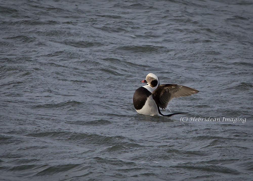 Long-Tailed Duck