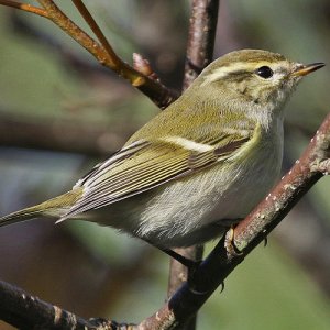 yellow-browed Warbler