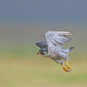 Peregrine Falcon, South Uist 2021 (C) Ron MacDonald