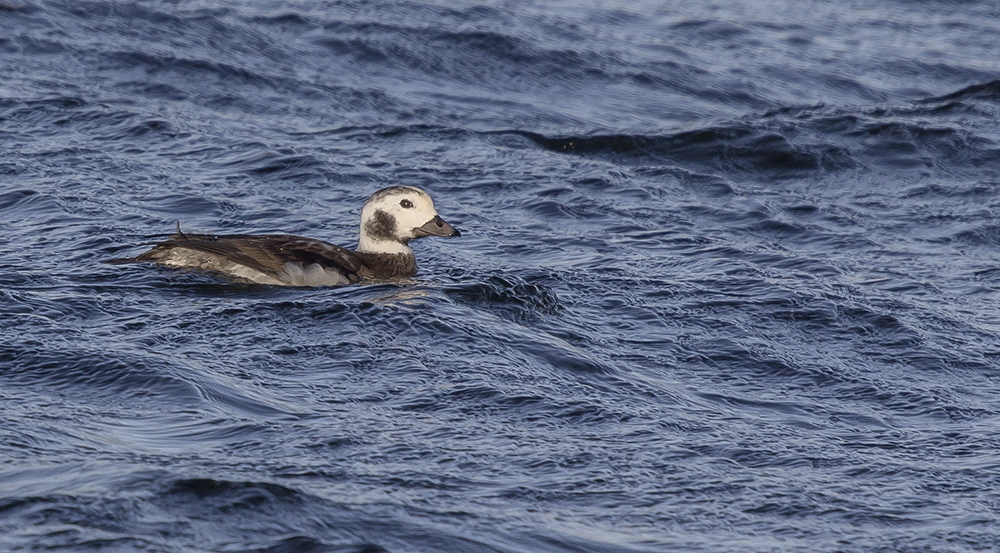 Long-tailed Duck, Loch Ardvule, South Uist