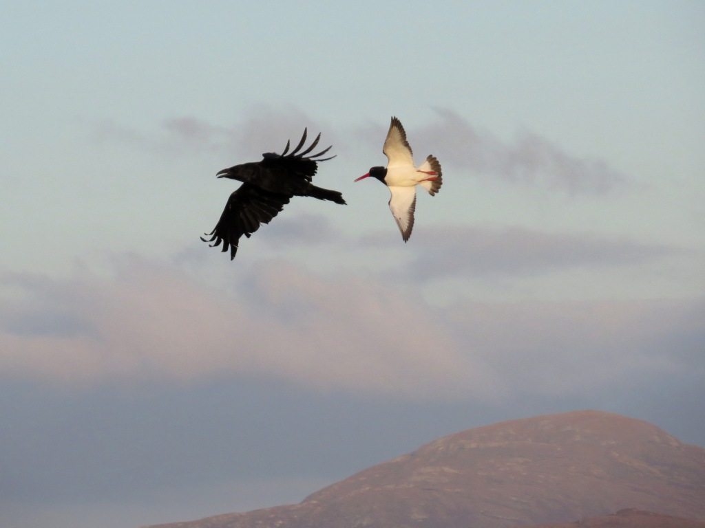 Raven and Oystercatcher