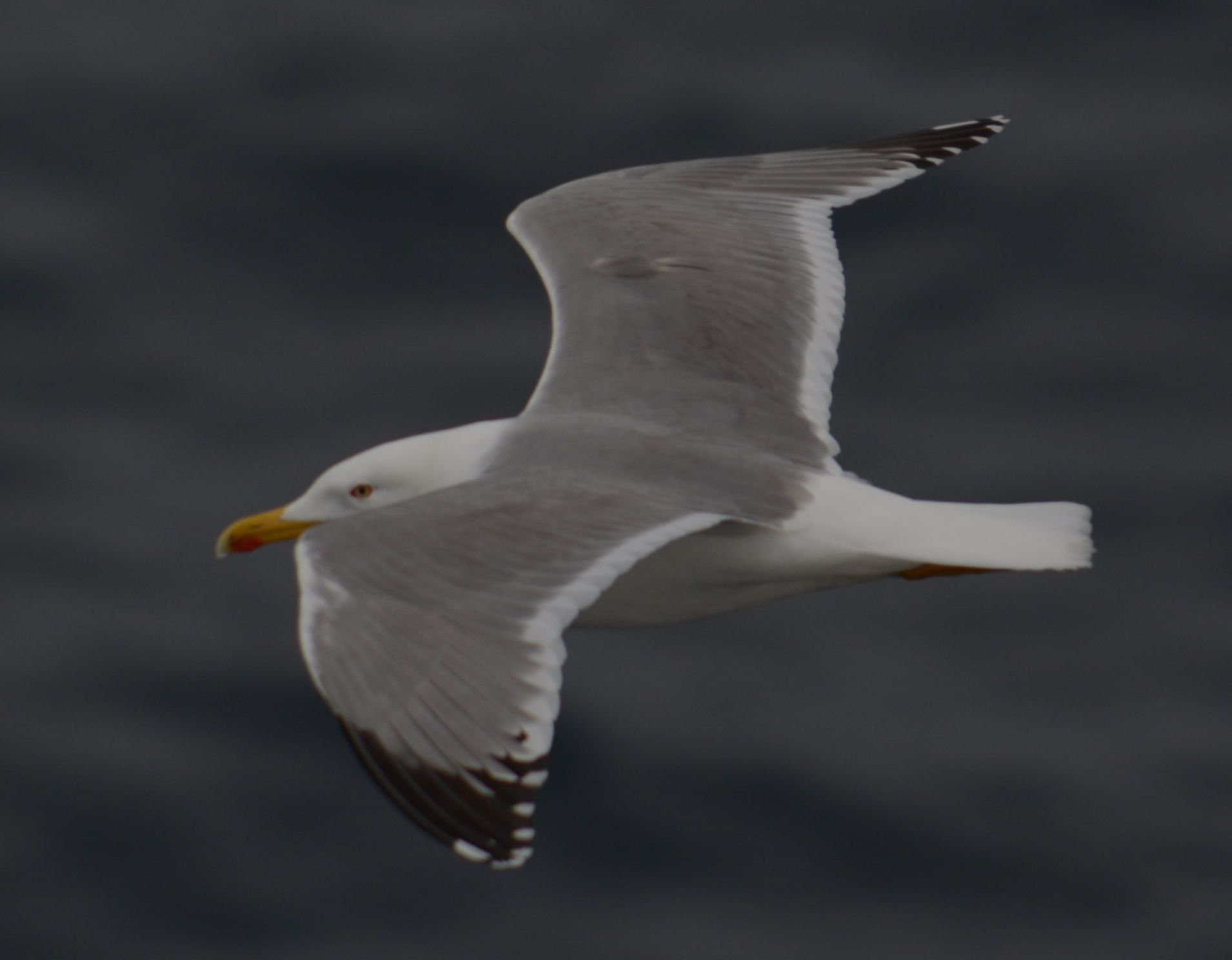 yellow-legged Gull © Machiel Oudejans